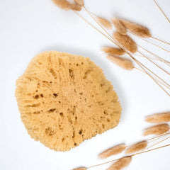 Temizlik ve masaj için doğal deniz süngeri